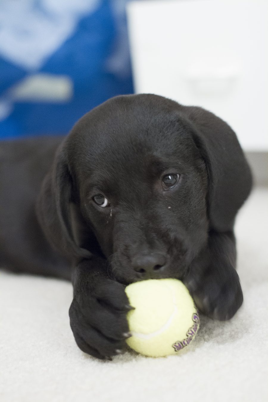 Black lab puppy