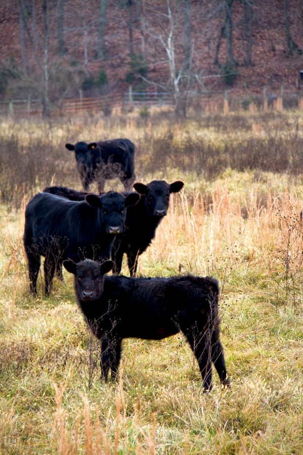 Black calves in a pasture