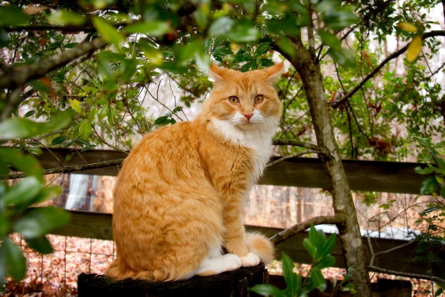 Orange cat sitting outdoors